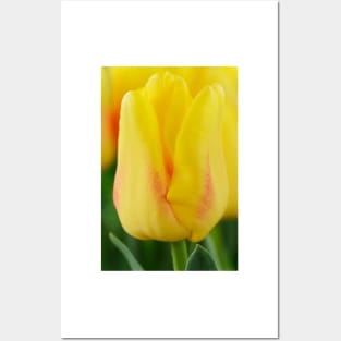 Tulipa  &#39;Ice Lolly&#39;  Tulip Posters and Art